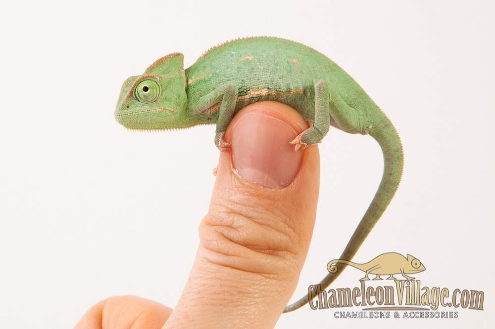 Veiled chameleon Available for rehoming Chamaeleo calyptratus Hungary, Budapest