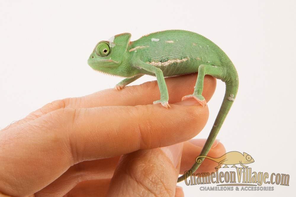 Veiled chameleon Available for rehoming Chamaeleo calyptratus Hungary, Budapest