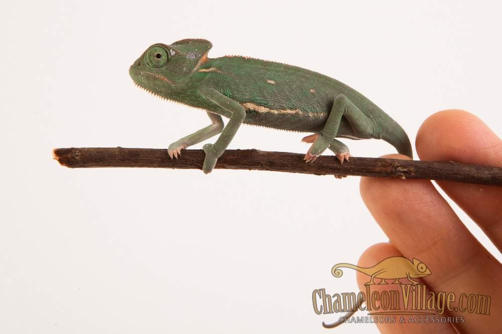 Veiled chameleon Available for rehoming Chamaeleo calyptratus Hungary, Budapest