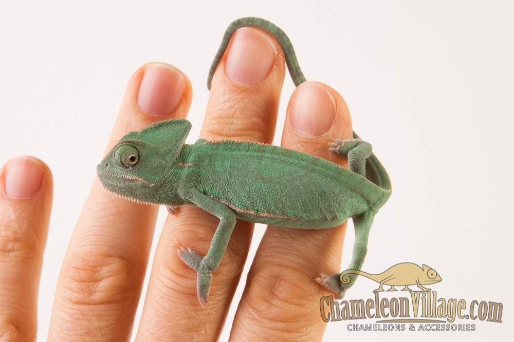 Veiled chameleon Available for rehoming Chamaeleo calyptratus Hungary, Budapest