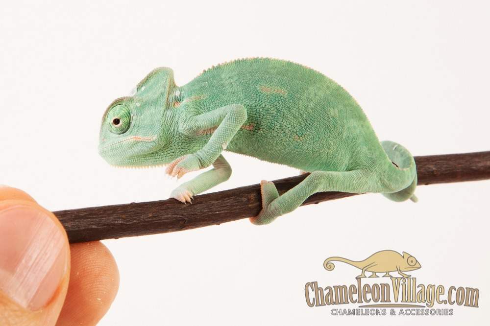 Veiled chameleon Available for rehoming Chamaeleo calyptratus Hungary, Budapest
