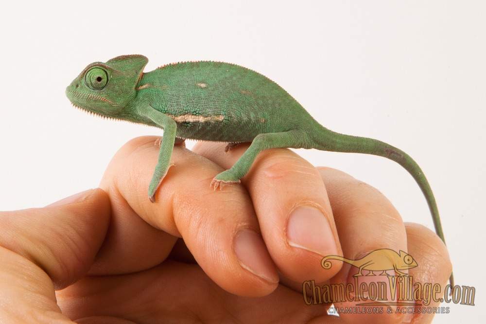 Veiled chameleon Available for rehoming Chamaeleo calyptratus Hungary, Budapest