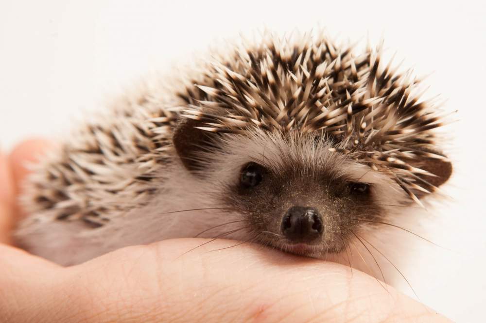 African pygmy hedgehog Available for rehoming Atelerix albiventris Hungary, Budapest