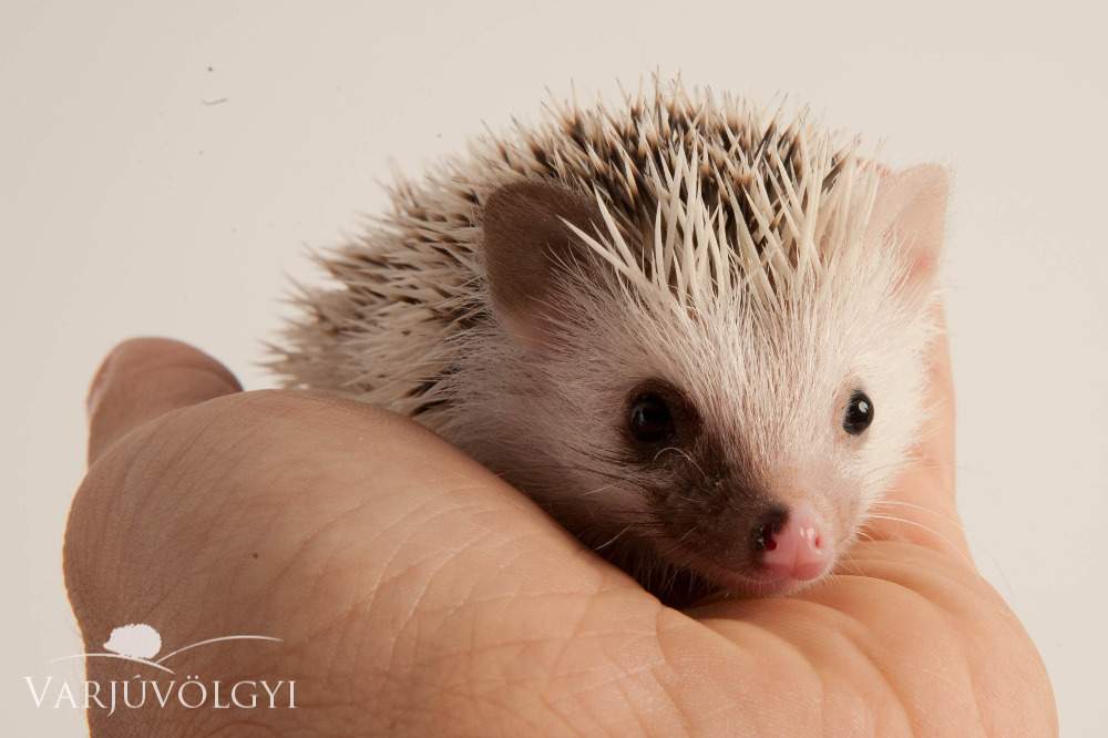 African pygmy hedgehog Available for rehoming Atelerix albiventris Hungary, Budapest