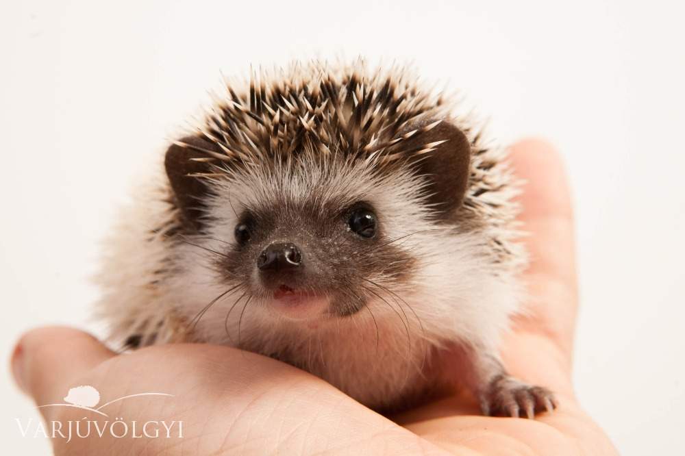 African pygmy hedgehog Available for rehoming Atelerix albiventris Hungary, Budapest