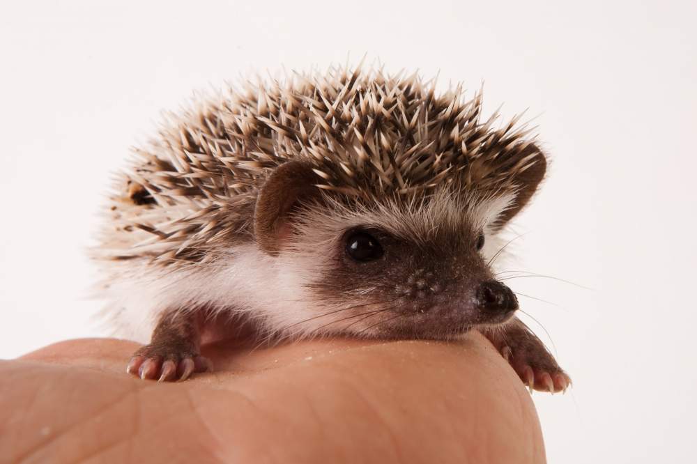 African pygmy hedgehog Available for rehoming Atelerix albiventris Hungary, Budapest