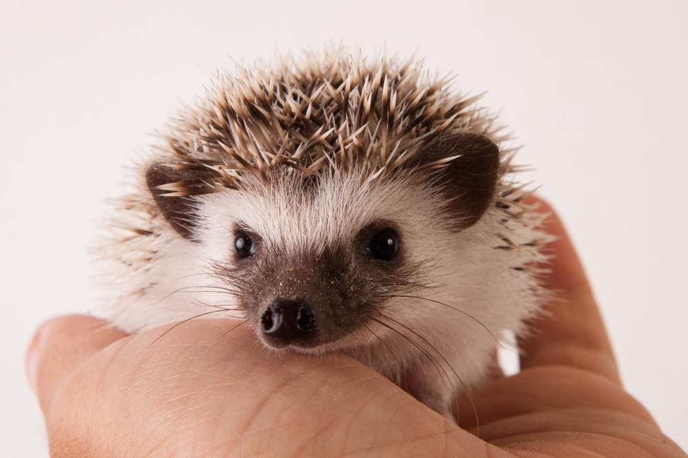 African pygmy hedgehog Available for rehoming Atelerix albiventris Hungary, Budapest