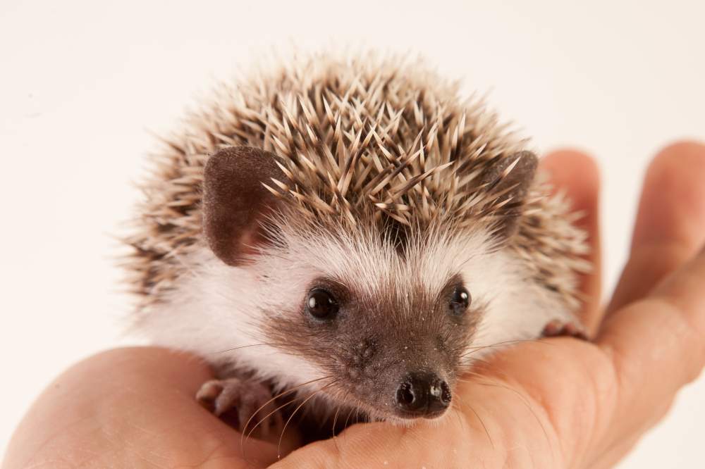 African pygmy hedgehog Available for rehoming Atelerix albiventris Hungary, Budapest