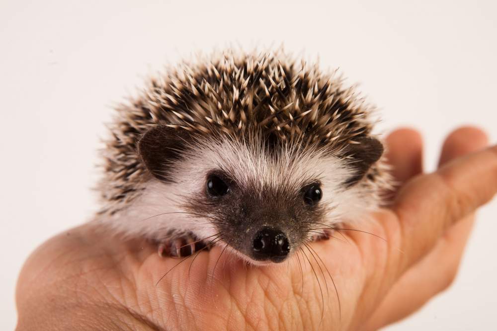 African pygmy hedgehog Available for rehoming Atelerix albiventris Hungary, Budapest