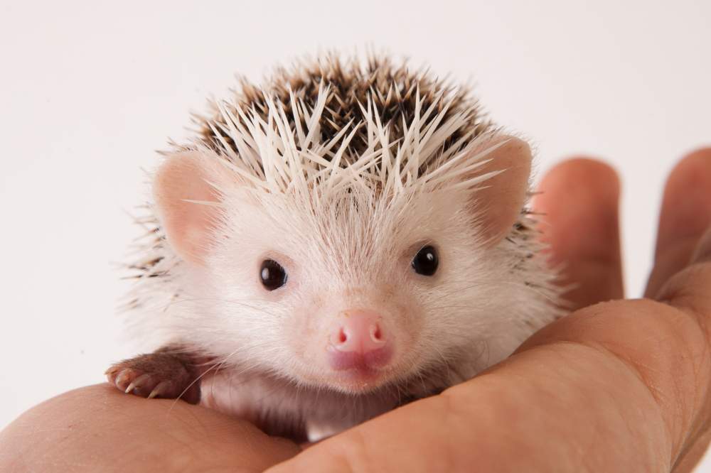 African pygmy hedgehog Available for rehoming Atelerix albiventris Hungary, Budapest