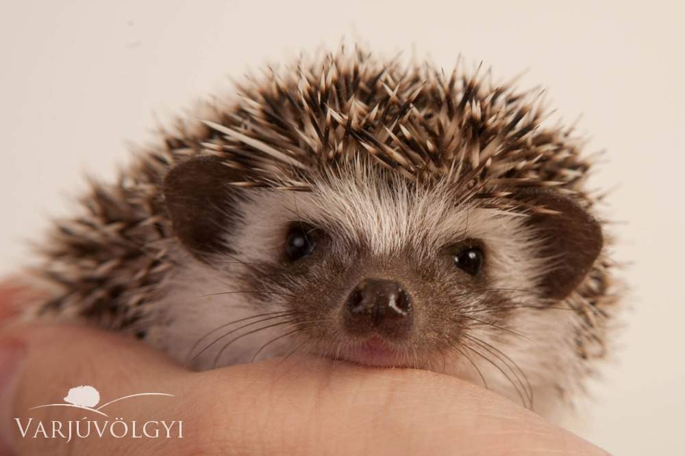 African pygmy hedgehog Available for rehoming Atelerix albiventris Hungary, Budapest