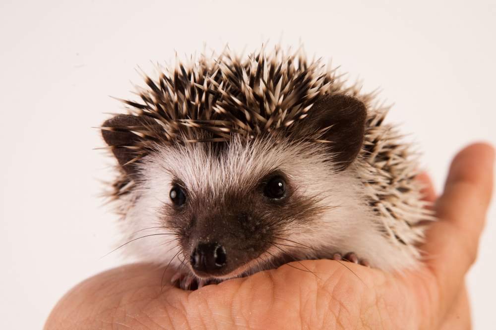 African pygmy hedgehog Available for rehoming Atelerix albiventris Hungary, Budapest