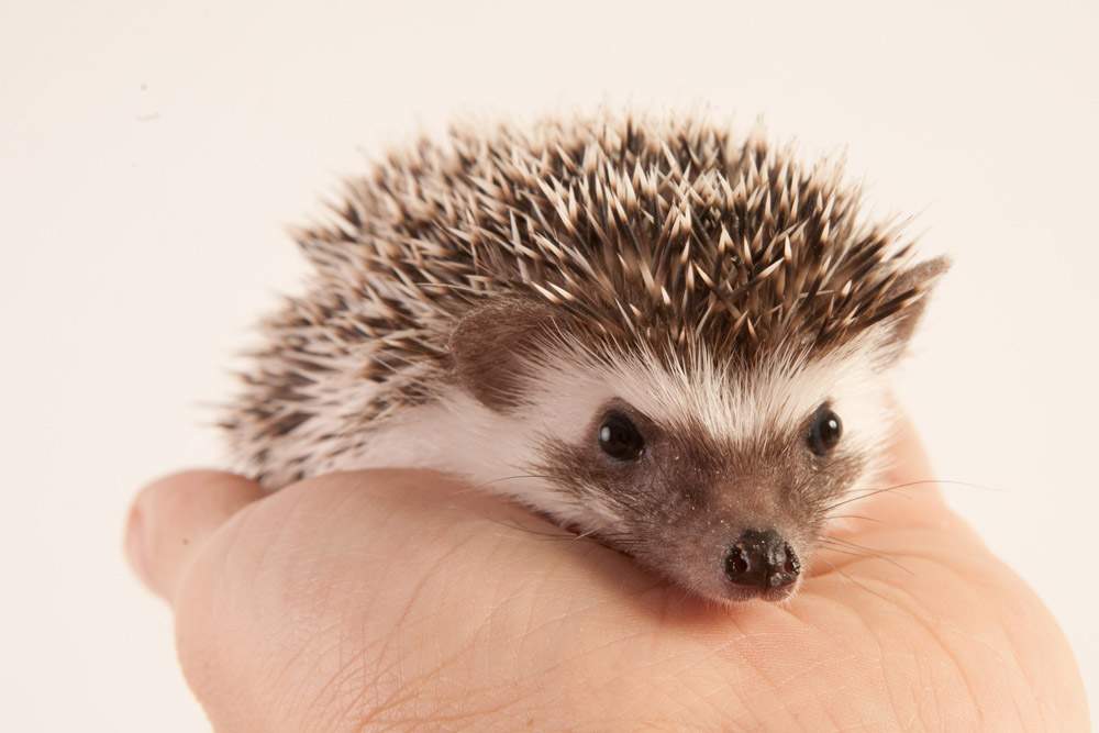 African pygmy hedgehog Available for rehoming Atelerix albiventris Hungary, Budapest