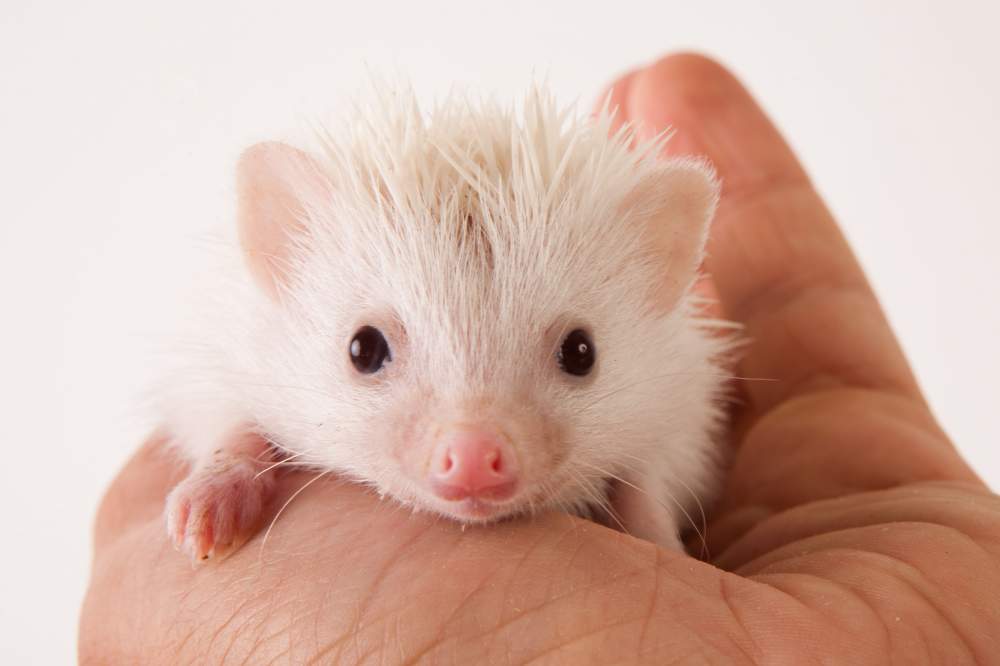 African pygmy hedgehog Available for rehoming Atelerix albiventris Hungary, Budapest