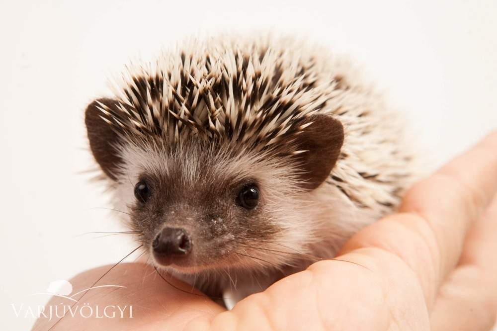 African pygmy hedgehog Available for rehoming Atelerix albiventris Hungary, Budapest