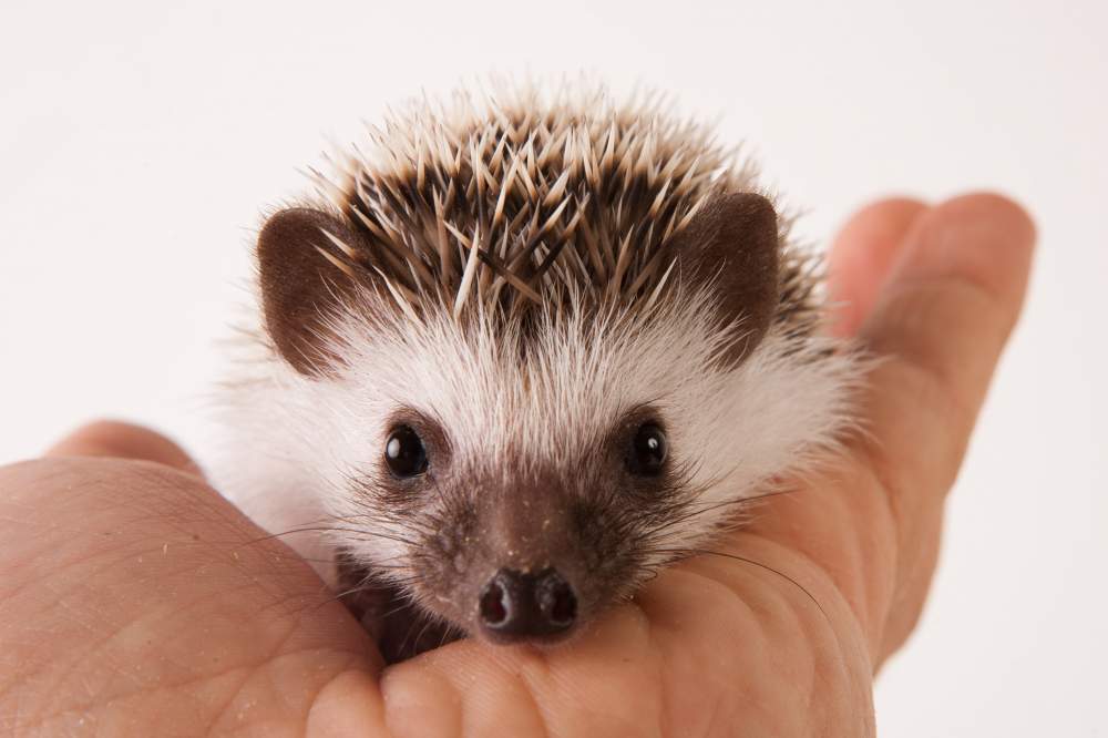 African pygmy hedgehog Available for rehoming Atelerix albiventris Hungary, Budapest