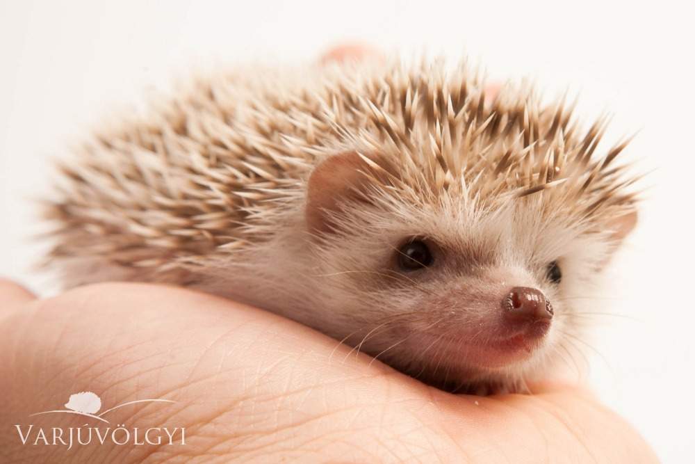 African pygmy hedgehog Available for rehoming Atelerix albiventris Hungary, Budapest