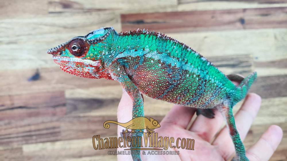 Panther chameleon Available for rehoming Furcifer pardalis Hungary, Budapest