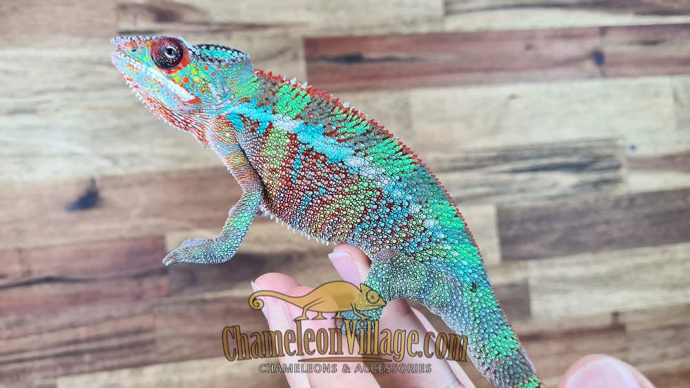 Panther chameleon Available for rehoming Furcifer pardalis Hungary, Budapest