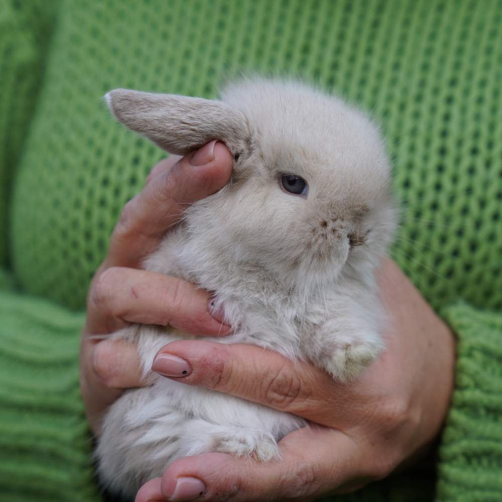 Dwarf Rex rabbit Rehomed Brachylagus idahoensis 
