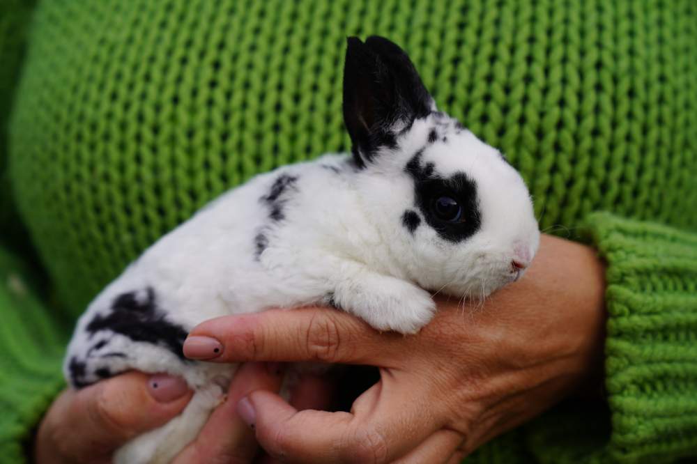 Dwarf Rex rabbit Rehomed Brachylagus idahoensis 