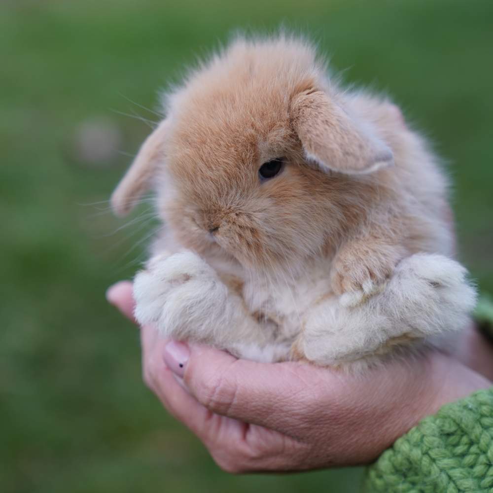 Törpe kosorrú nyúl Rehomed Brachylagus idahoensis 