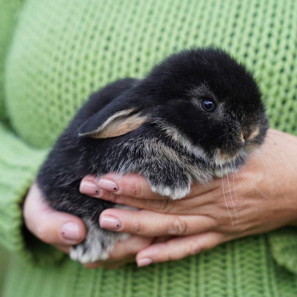 Dwarf Rex rabbit Available for rehoming Brachylagus idahoensis 