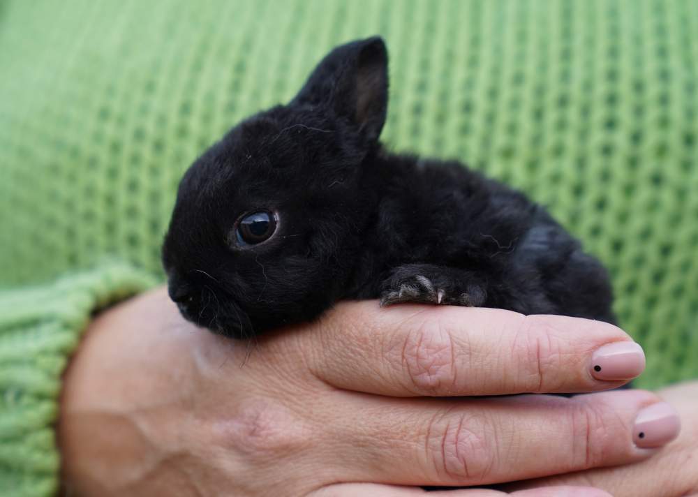 Dwarf Rex rabbit Available for rehoming Brachylagus idahoensis 