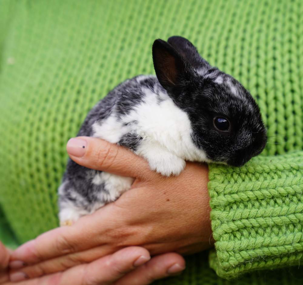 Dwarf Rex rabbit Available for rehoming Brachylagus idahoensis 