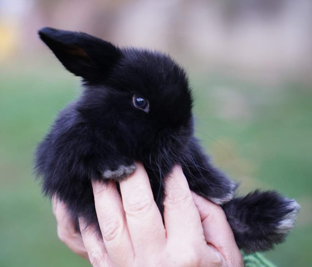 Törpe kosorrú nyúl Rehomed Brachylagus idahoensis 