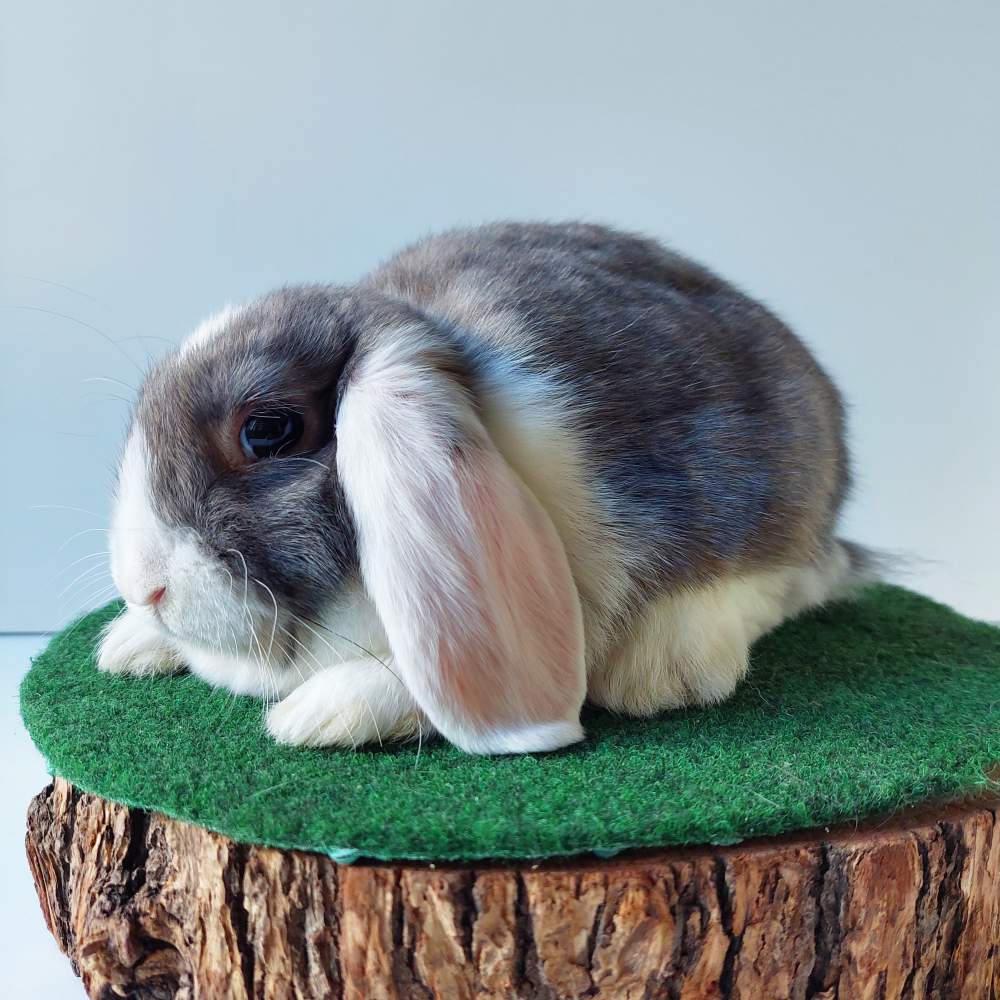 Dwarf rabbit Available for rehoming Brachylagus idahoensis 