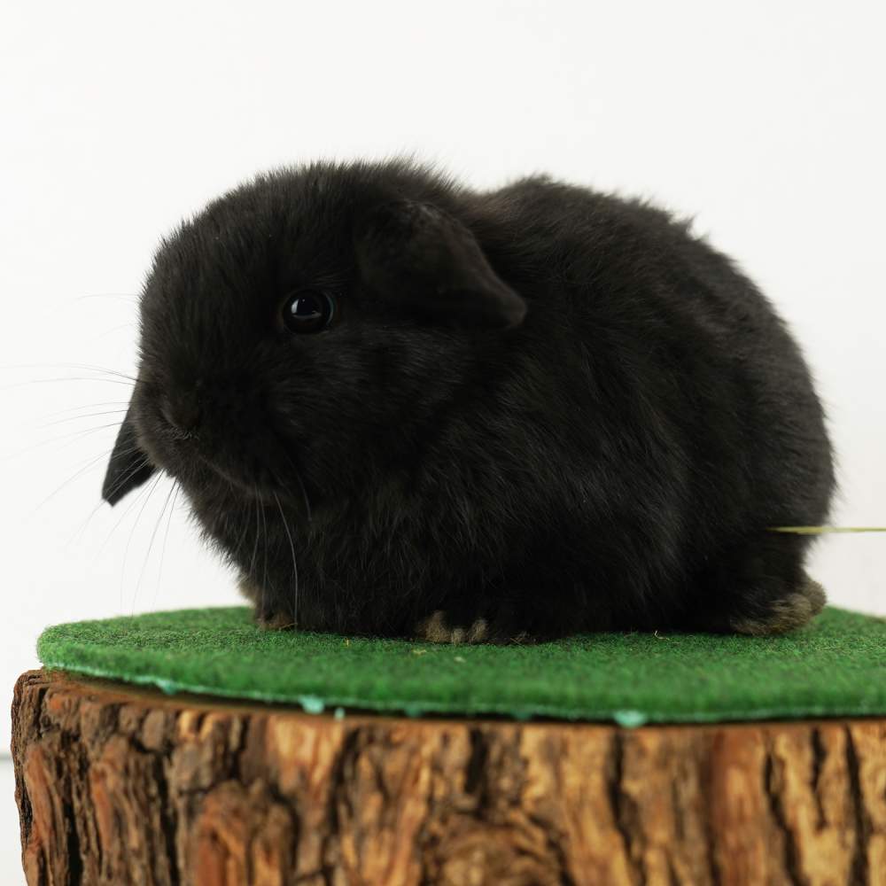 Dwarf rabbit Available for rehoming Brachylagus idahoensis 