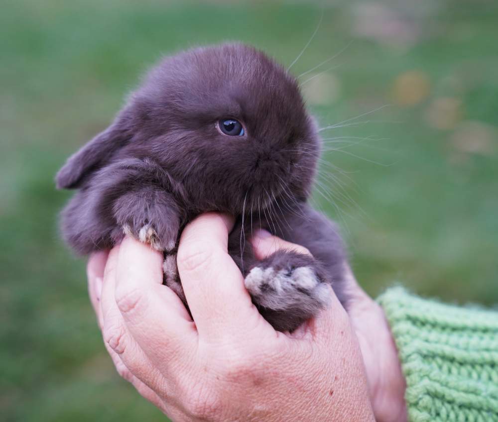 Törpe kosorrú nyúl Rehomed Brachylagus idahoensis 