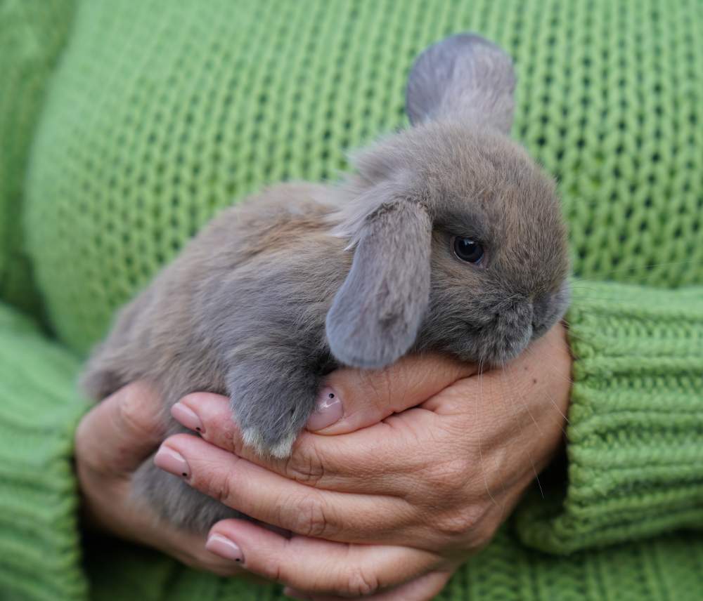 Dwarf Rex rabbit Available for rehoming Brachylagus idahoensis 