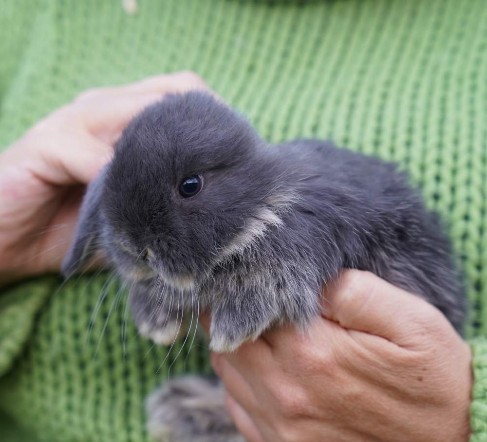 Törpe kosorrú nyúl Rehomed Brachylagus idahoensis 