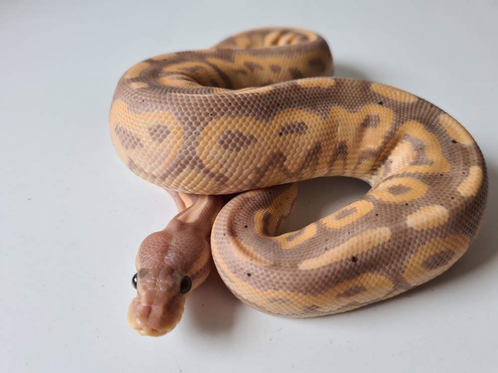 Ball python Rehomed Python regius 