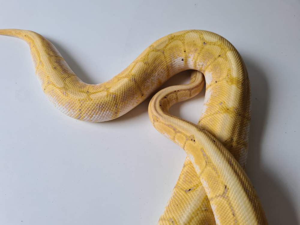 Ball python Rehomed Python regius 