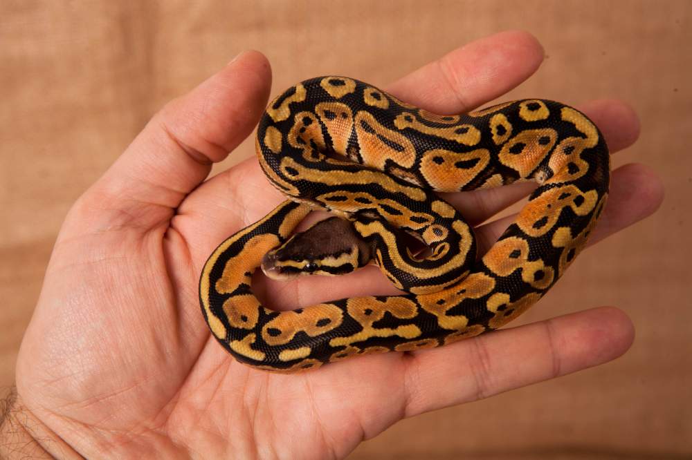 Ball python Rehomed Python regius 