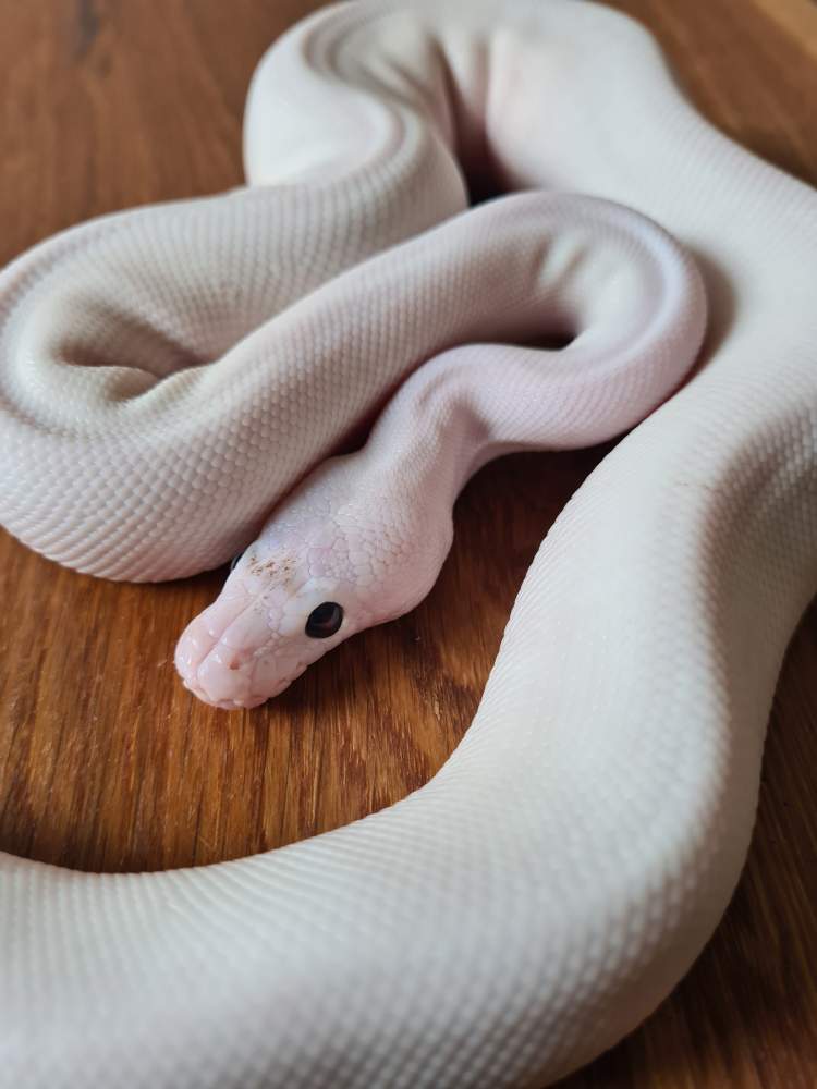 Ball python Rehomed Python regius 