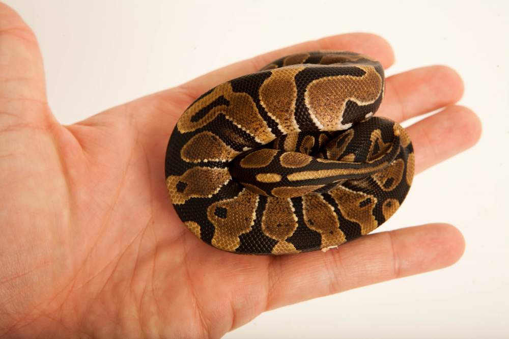 Ball python Rehomed Python regius Hungary, Budapest