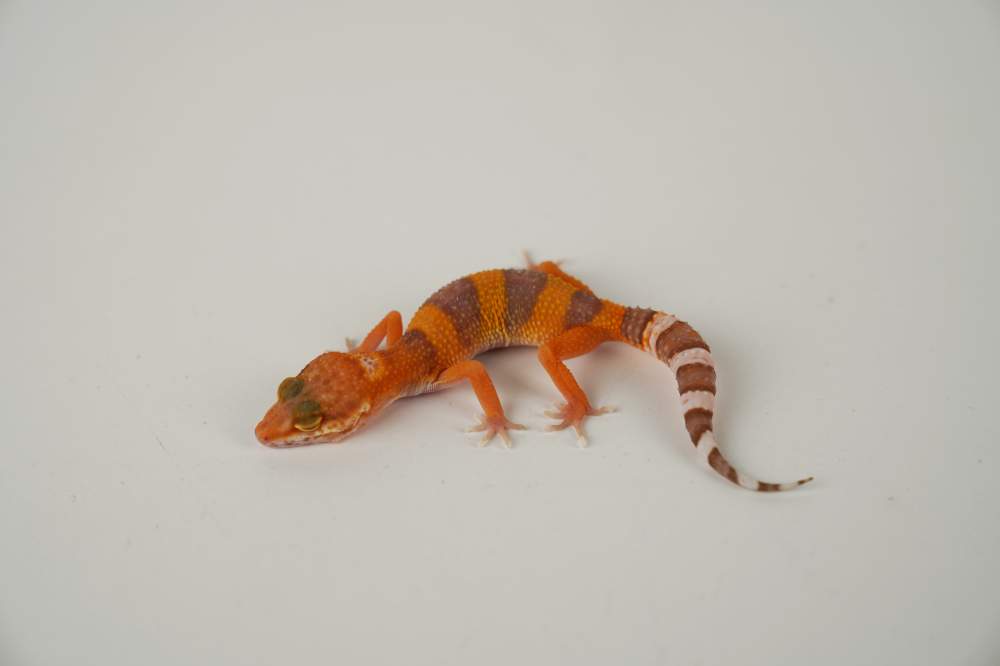 Leopard gecko Available for rehoming Eublepharis macularius 