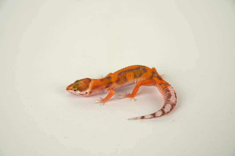 Leopard gecko Available for rehoming Eublepharis macularius 