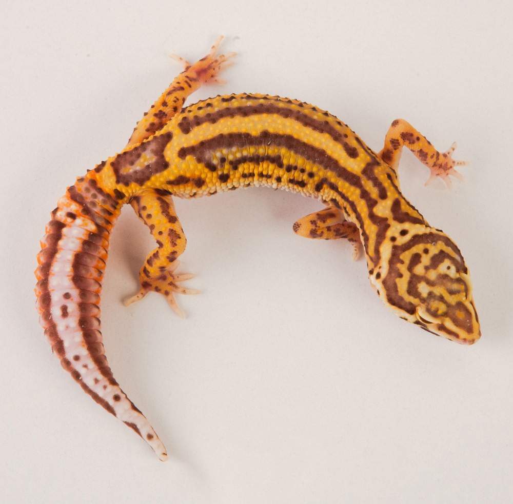 Leopard gecko Available for rehoming Eublepharis macularius Hungary, Budapest