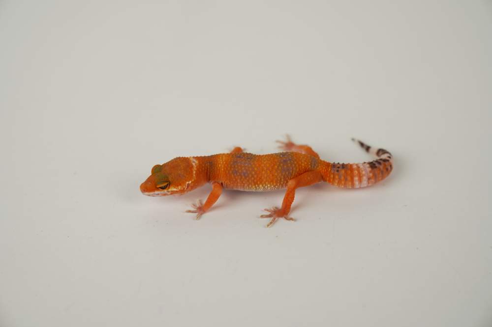 Leopard gecko Available for rehoming Eublepharis macularius 