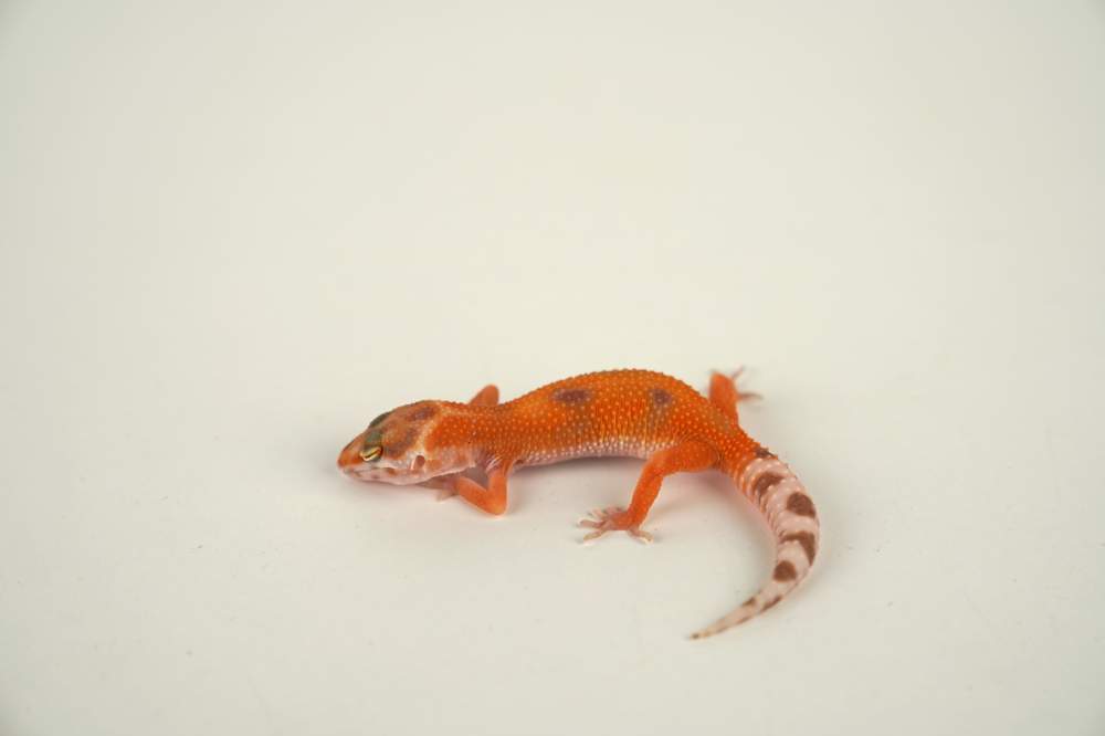 Leopard gecko Available for rehoming Eublepharis macularius 