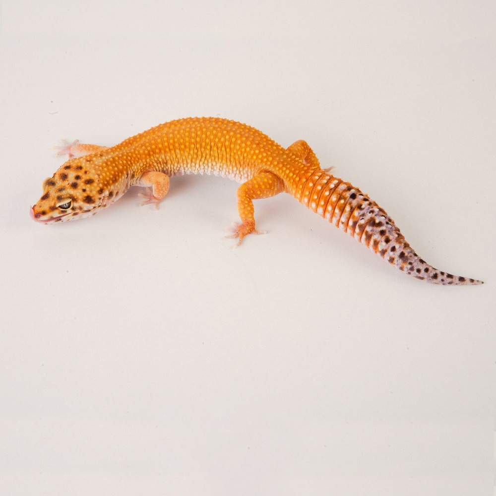 Leopard gecko Available for rehoming Eublepharis macularius Hungary, Budapest