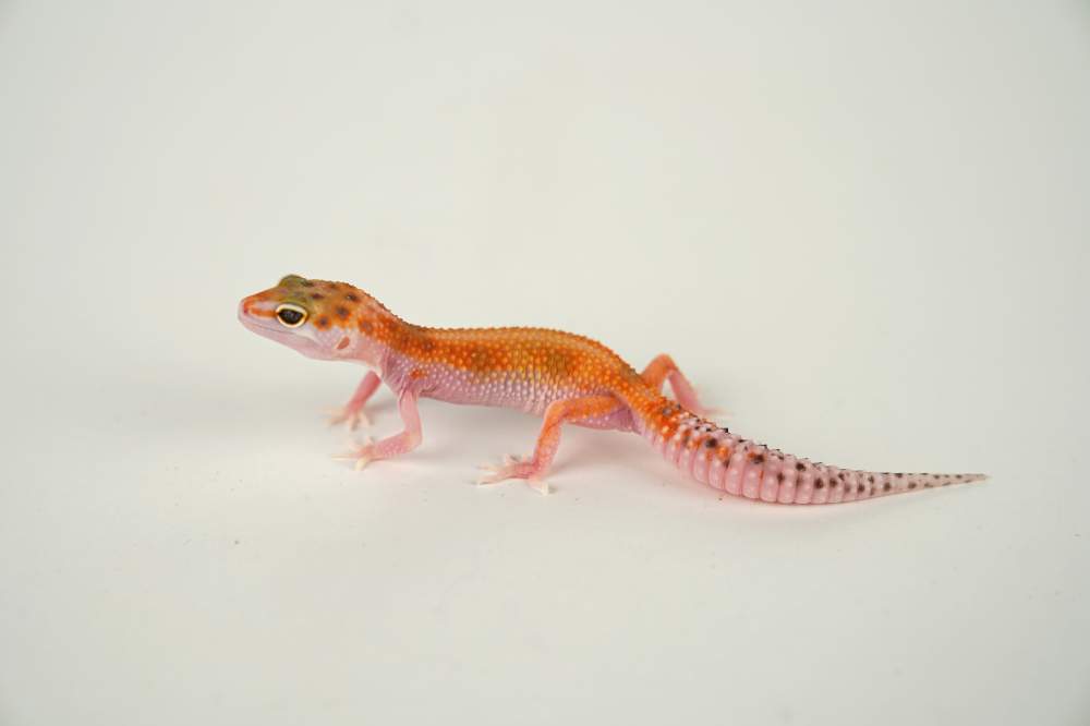 Leopard gecko Available for rehoming Eublepharis macularius 