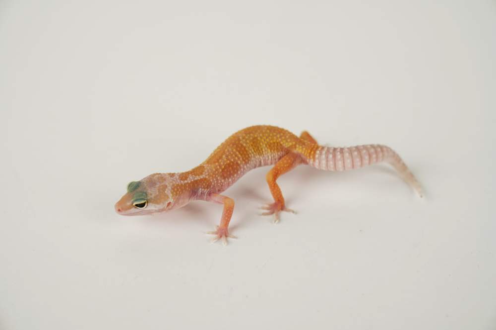 Leopard gecko Available for rehoming Eublepharis macularius 