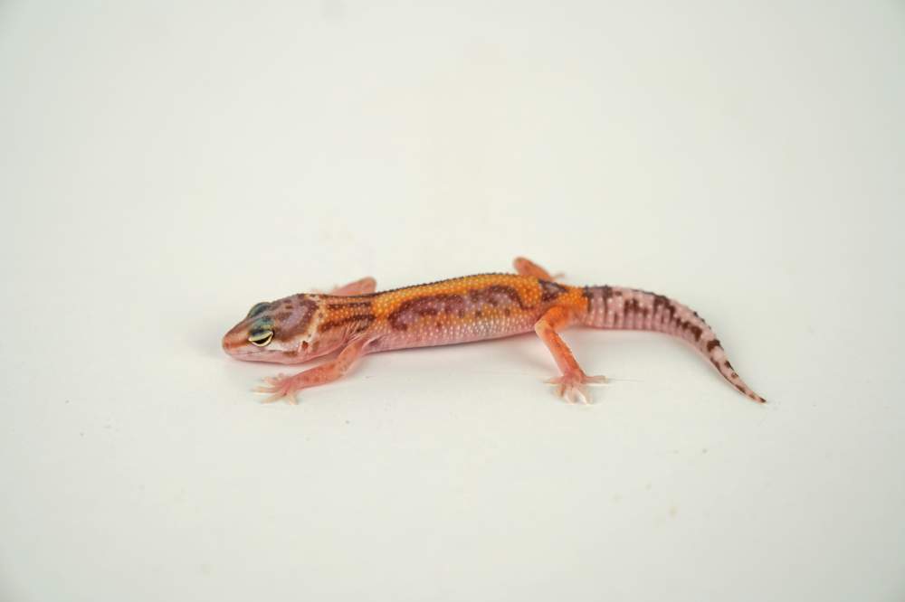 Leopard gecko Available for rehoming Eublepharis macularius 