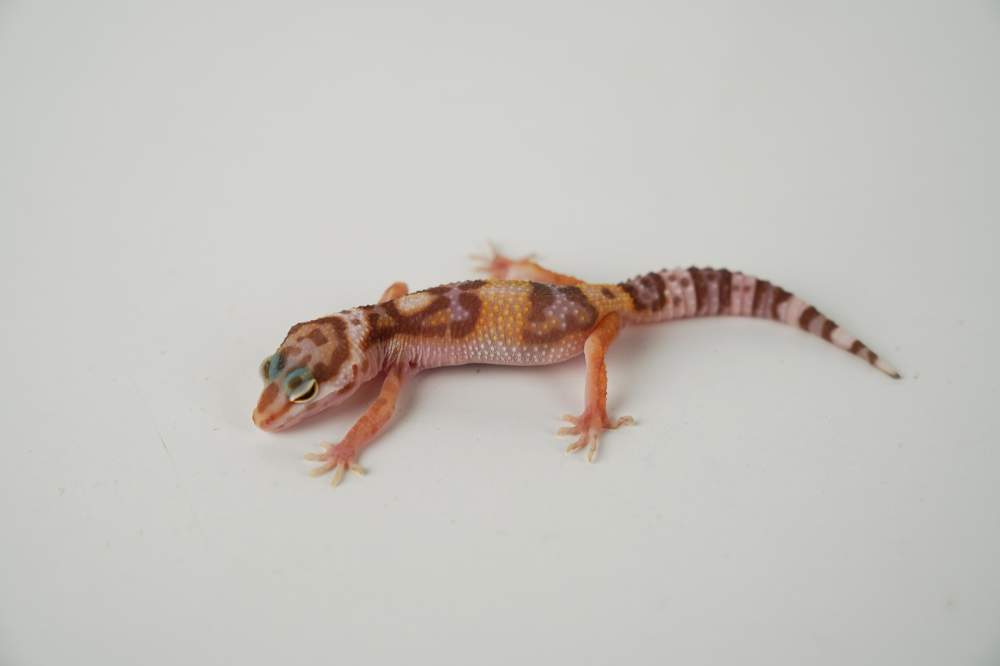 Leopard gecko Available for rehoming Eublepharis macularius 